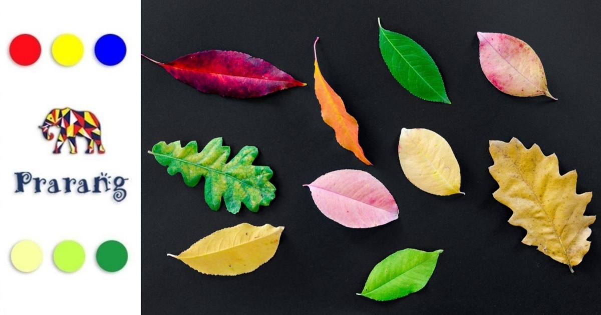 पत्तियों के रंग और पैटर्न का विज्ञान: पौधों में यह विविधता कैसे और क्यों बनती है?