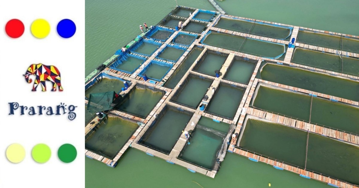 उत्तर प्रदेश में मछली पालन: उत्पादन, योजनाएँ और शुरुआत से जुड़ी अहम जानकारियाँ