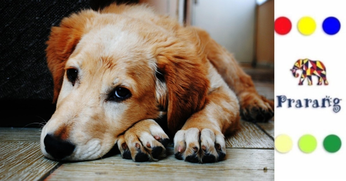 क्या जानवर भी दुखी होते हैं? मेरठवासियो, आइए प्रकृति के दिल की यह सच्चाई जानें