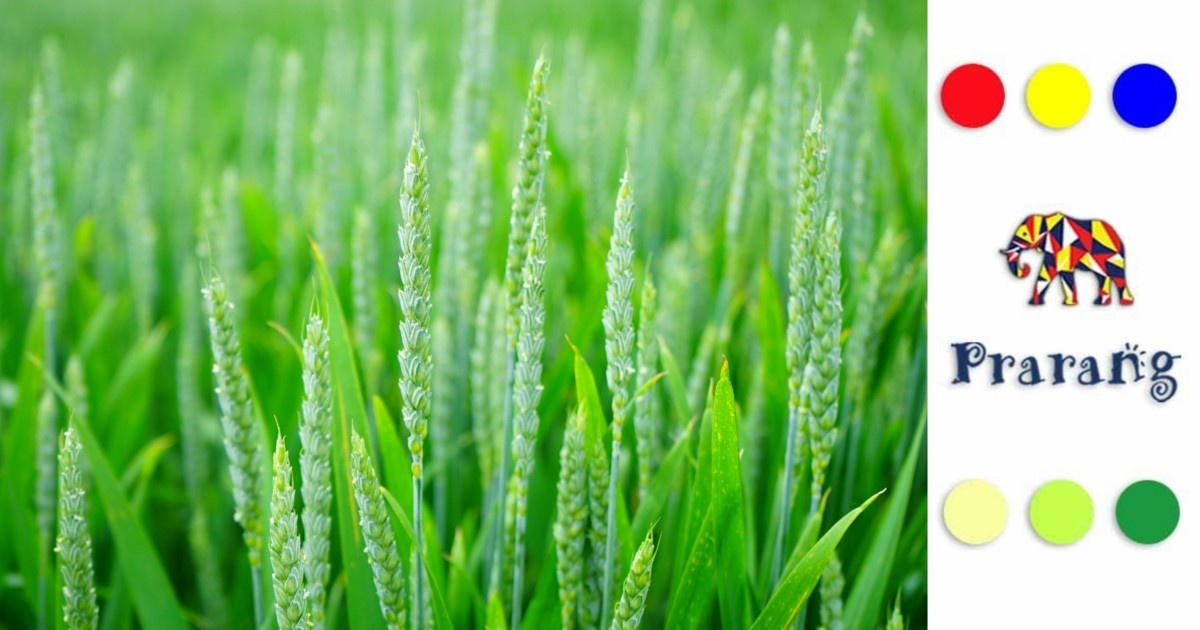 क्यों हरित क्रांति की कहानी, आज भी रामपुर के खेतों और किसानों की उम्मीद बनकर ज़िंदा है?