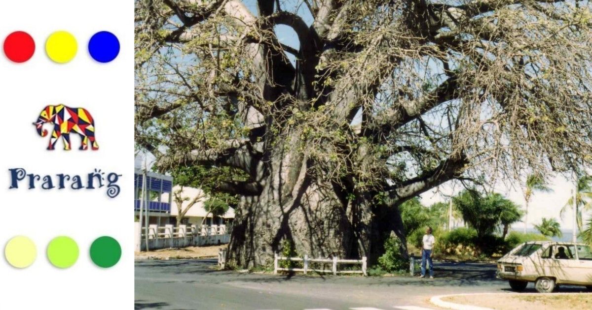 बाओबाब वृक्ष: डीएनए शोध से लेकर भारत में इसकी पौराणिक और औषधीय पहचान तक