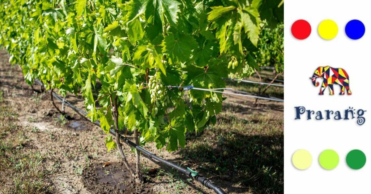 लखनऊ के किसानों के लिए ड्रिप सिंचाई: कम पानी में खेती का स्मार्ट समाधान