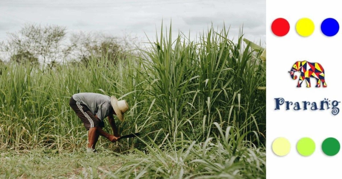रामपुर के खेतों से राष्ट्र की मिठास तक: गन्ना और भारत का व्यावसायिक भविष्य