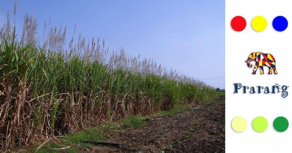 उत्तर प्रदेश में गन्ना उद्योग: ग्रामीण महिलाओं के सशक्तिकरण और आत्मनिर्भरता की नई कहानी