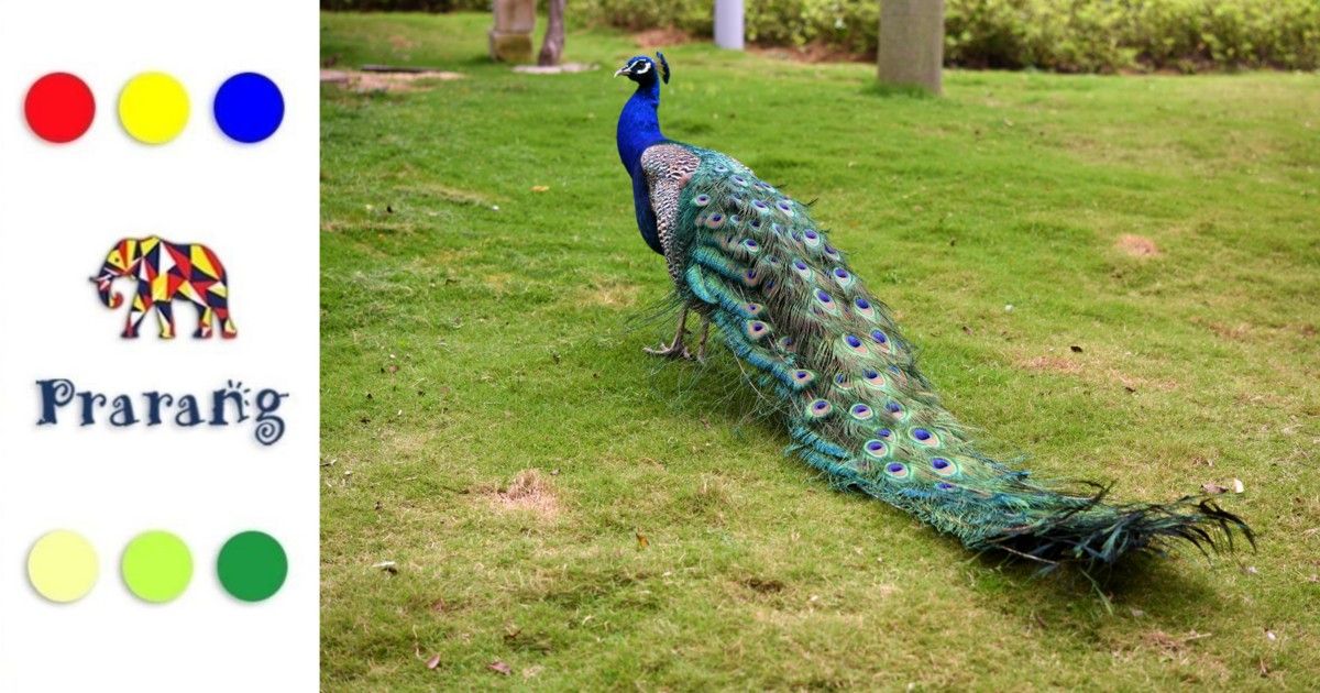 लखनऊ की प्रकृति में रचा-बसा मोर: सौंदर्य, नृत्य और सांस्कृतिक पहचान