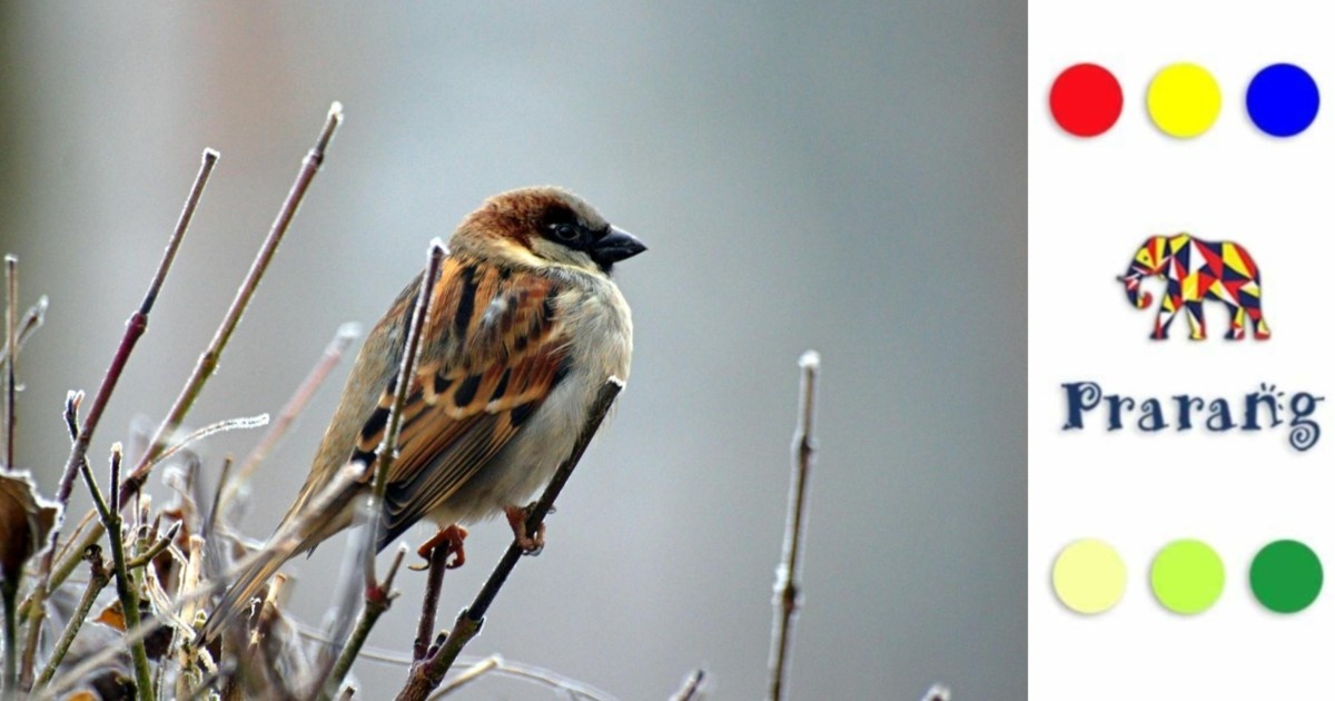 हमारे शहरों से गायब होती गौरैया: शहरीकरण, पर्यावरण और हमारी नैतिक जिम्मेदारी