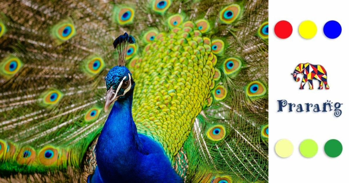 मोर के पंख क्यों बदलते हैं रंग: संस्कृति, प्रकृति और विज्ञान का इंद्रधनुषी रहस्य