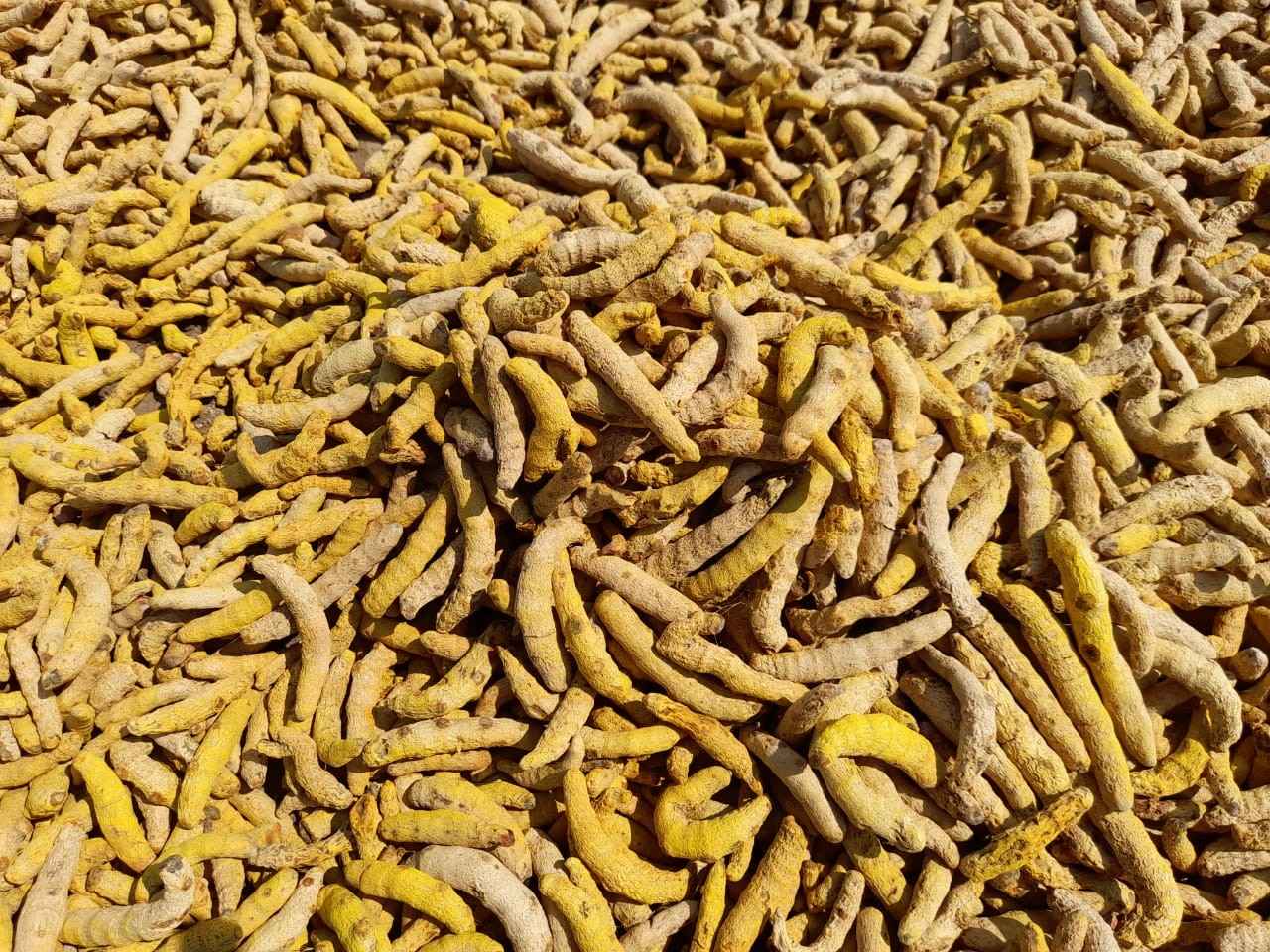 हमारे आरोग्य एवं धर्म की आधार भारतीय हल्दी, क्यों है दुनिया में सर्वश्रेष्ठ?