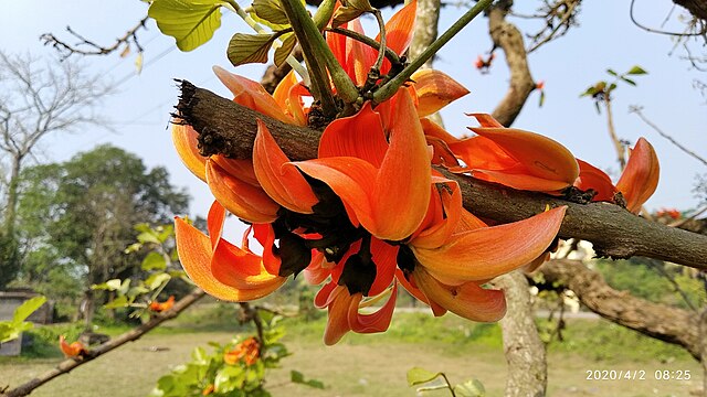 टेसू- कचनार की कहानी: शाहजहांपुर  कैसे बन सकता है, फूलों का शहर?