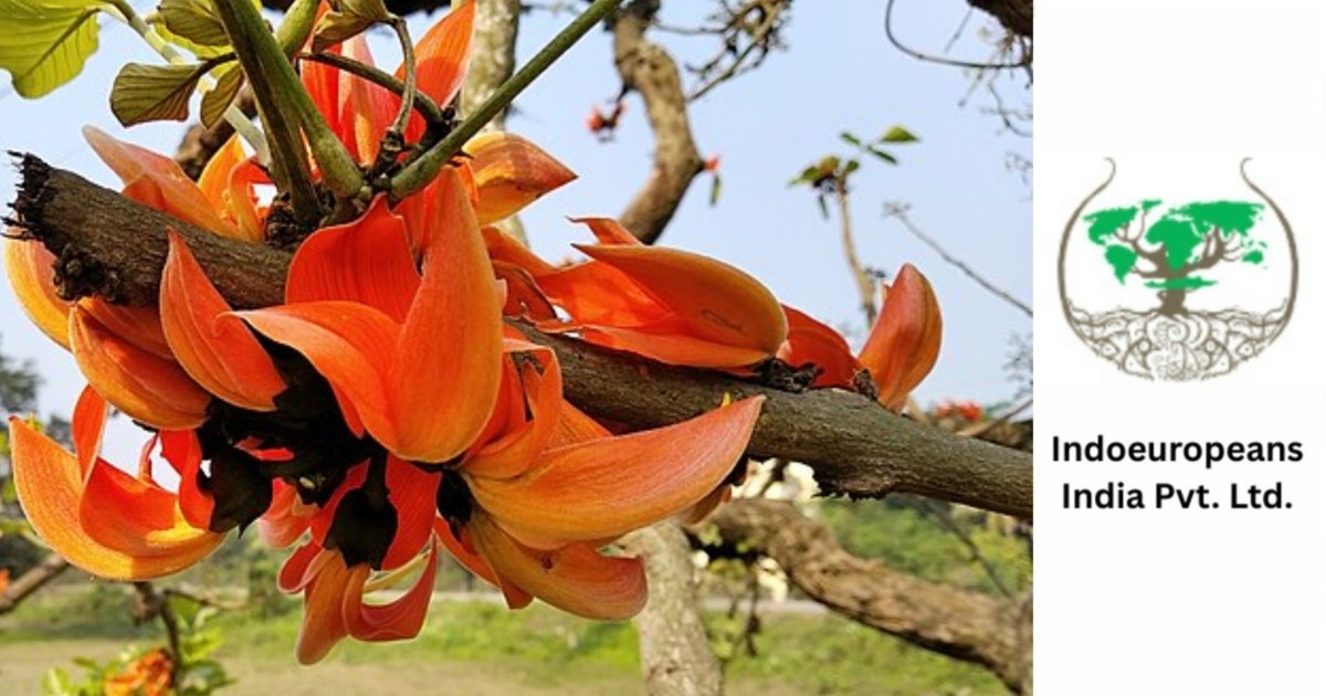 टेसू-कचनार की कहानी: शाहजहांपुर  कैसे बन सकता है, फूलों का शहर?