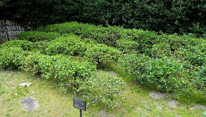 शाहजहांपुर में सिर्फ 'पेड़' लगाना काफी नहीं, झाड़ियों और लताओं की ओर भी ध्यान देना ज़रूरी है!