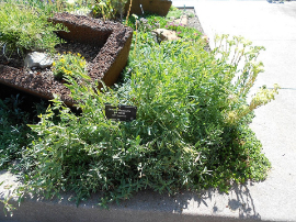 शाहजहांपुर में जड़ी-बूटी असली है या नकली ,पकड़ होगी कैसे?