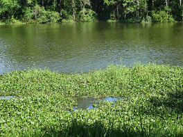 क्या शाहजहांपुर की गर्रा नदी का दम घोंट रही है यह 'हरी चादर'?