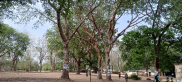 गर्रा नदी का ‘शीशम कवच’: क्या यह पेड़ बचाएगा शाहजहांपुर को अगली बाढ़ से?