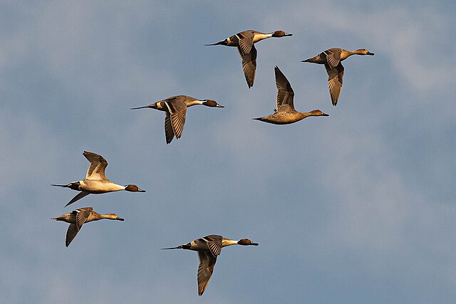शाहजहांपुर के लिए खतरे की घंटी: क्या अतिक्रमण से रूठ जाएगी नॉर्दर्न पिनटेल?