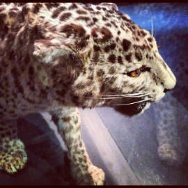 क्या डीएनए फोरेंसिक शाहजहांपुर के जंगली जानवरों के लिए 'अटूट गवाह' बन सकता है?