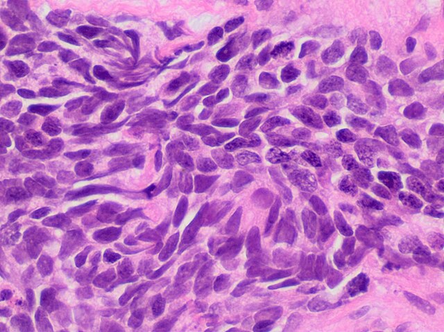 माइक्रोस्कोप के नीचे शाहजहांपुर: जानिए कैसे कोशिकाओं में कैद है करोड़ों सालों का इतिहास?