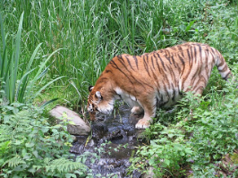 गन्ने के खेत में जंगल का एहसास: आखिर क्यों शाहजहांपुर के गांवों की ओर आ रहे हैं हिंसक जानवर?