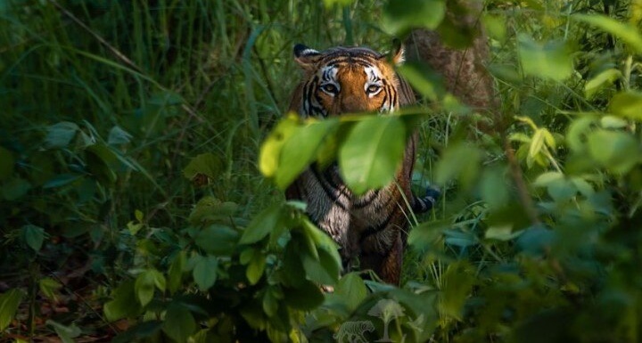 शाहजहांपुर के खेत क्यों बन गए हैं, बाघों का नया ठिकाना?