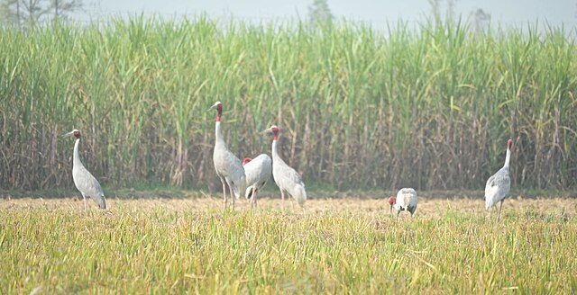 19,918 सारस कैसे बता रहे हैं कि शाहजहांपुर की वेटलैंड्स अभी जिंदा हैं?