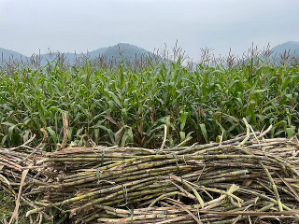 21 मेगावाट बिजली और गन्ने के खेत: क्या शाहजहांपुर बन रहा है यूपी का नया एनर्जी हब?