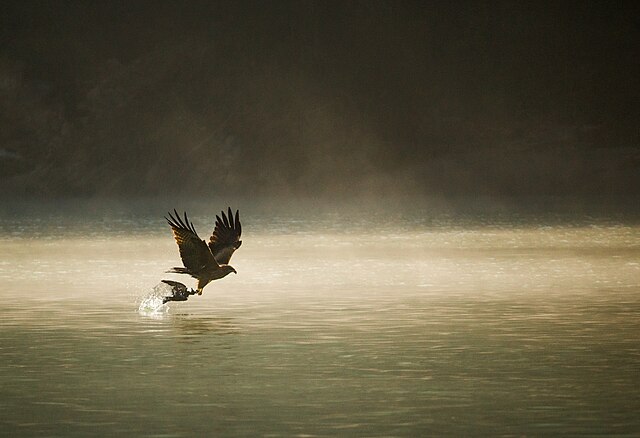 मछली पालन में नई क्रांति: क्या शाहजहाँपुर बनेगा यूपी का अगला फिशरी हब?