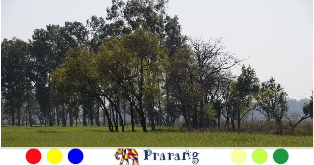 हरित समृद्धि की दिशा में राज्य: वन संरक्षण से वन-आधारित अर्थव्यवस्था तक