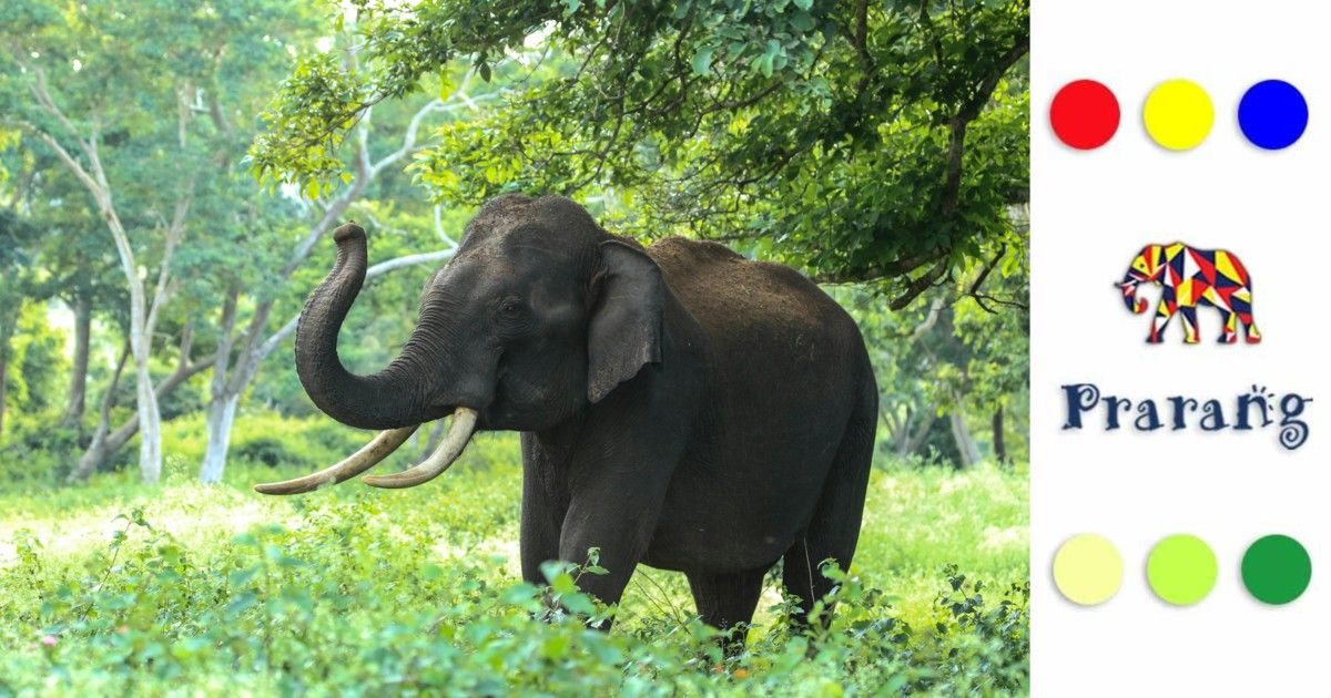 मेरठवासियों, जानिए क्यों हाथी शांति, शक्ति और करुणा का जीवंत प्रतीक है