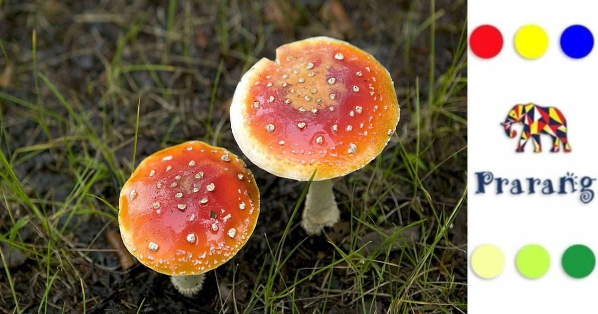 जहरीले मशरूम की पहचान से लेकर प्रकृति और मानव जीवन में कवकों की अहम भूमिका