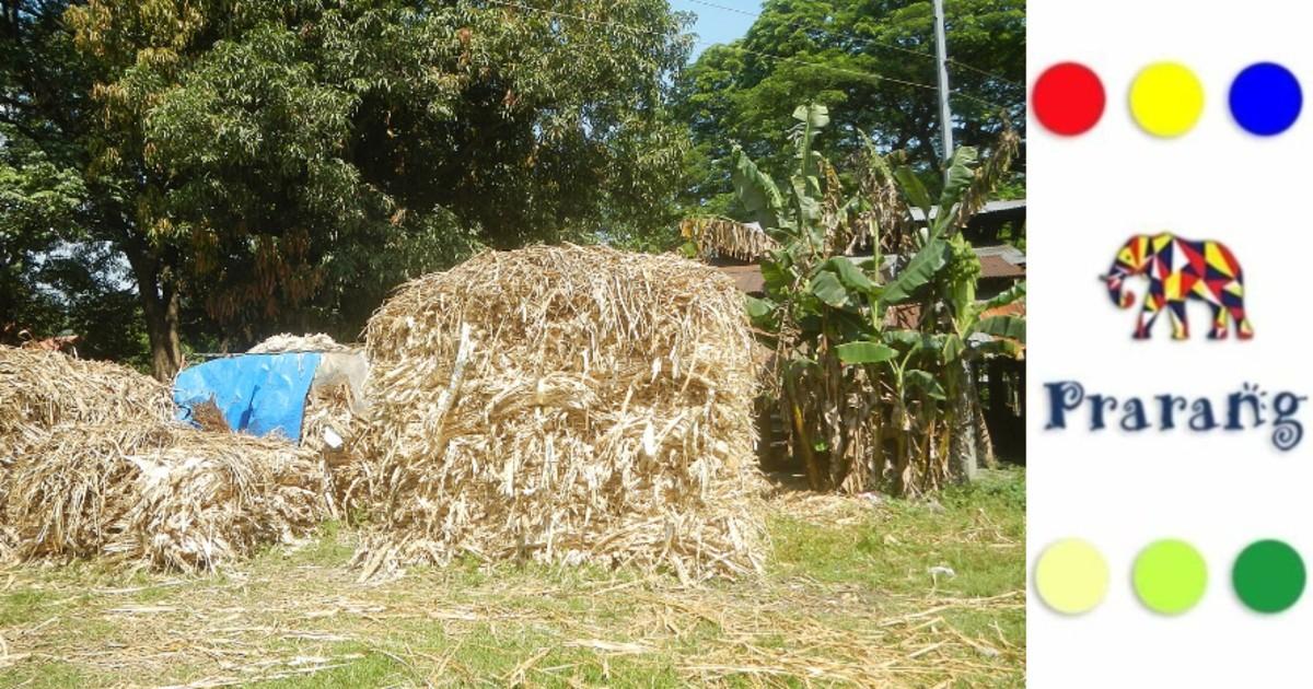 गन्ने के कचरे से हरित भविष्य: बगास की भूमिका, उपयोग और भारत में उभरता बाज़ार