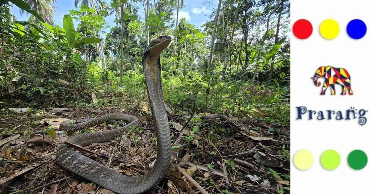 धरती की रक्षा बिना हथियार: जौनपुर के खेतों में जीव-जगत का गुप्त योगदान