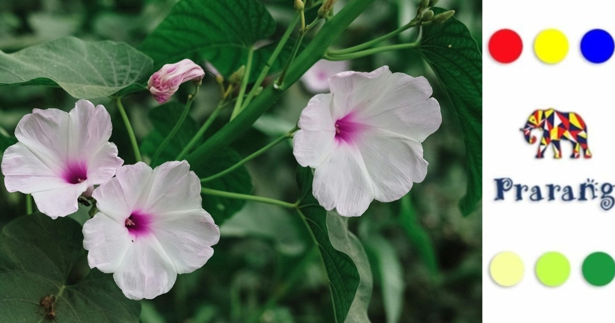 मेरठ के बाग़ों में छुपा विज्ञान: गैमोपेटलस फूलों का वैज्ञानिक रहस्य