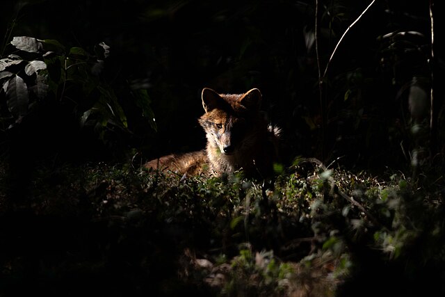 Is Nepal’s Community Forest Model the Missing Link for India’s Conservation Goals?