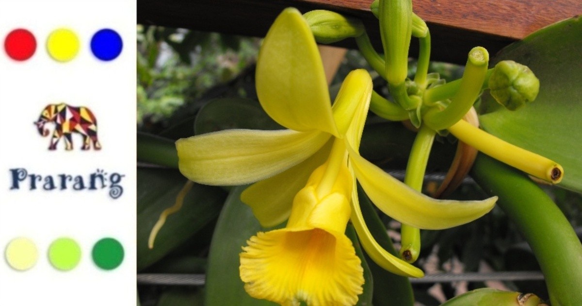 वैनिला: दुनिया का दूसरा सबसे महंगा मसाला और इसकी खेती व वैश्विक यात्रा