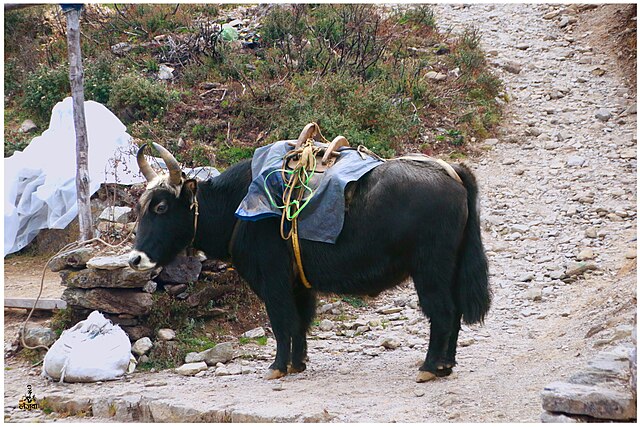 Will Modern Trains Destroy the Ancient Soul of the Himalayas?