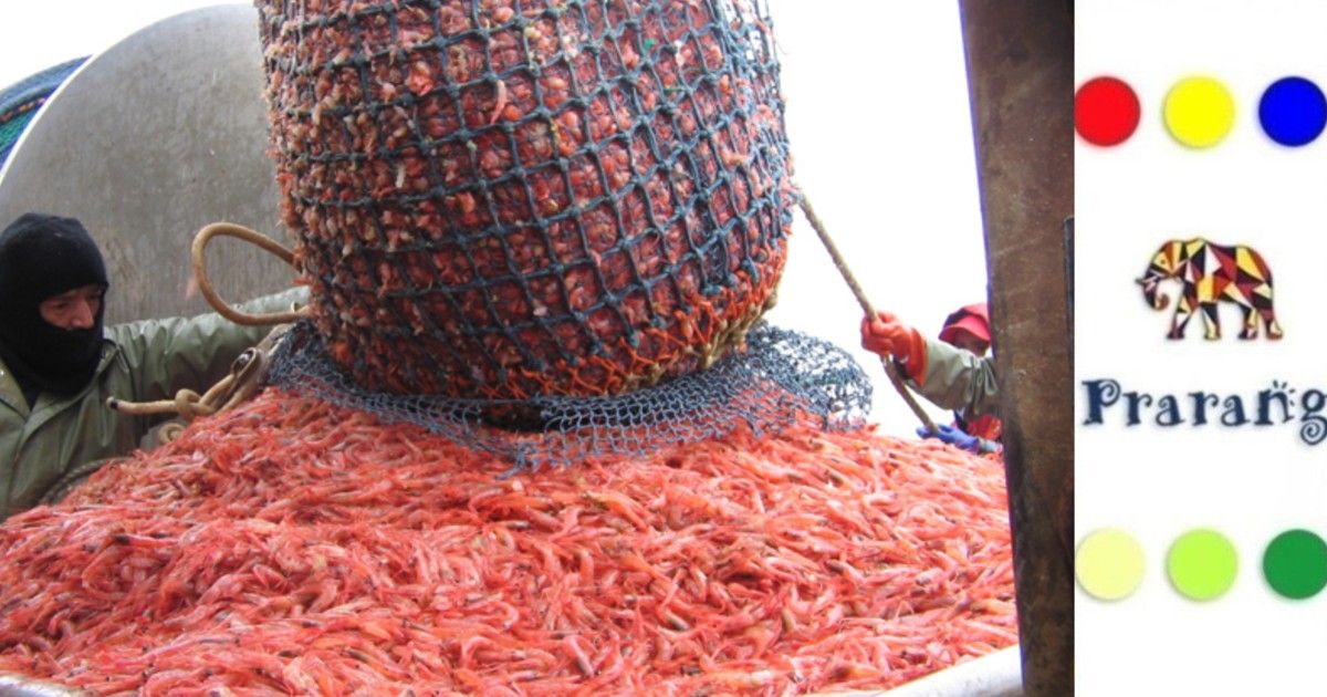 भारत में झींगा हैचरी तकनीक का विकास और जलीय कृषि के नए अवसर