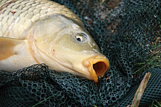 Can the Tiger of the Water, Golden Mahseer Survive the Modern World?
