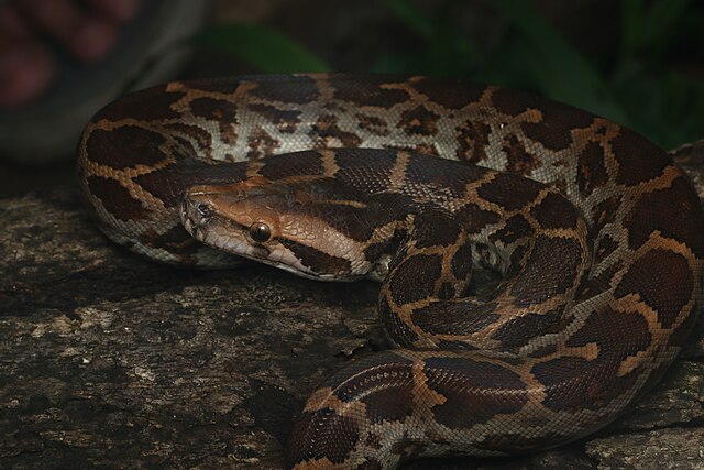 Could a ten foot giant be slithering through your city?