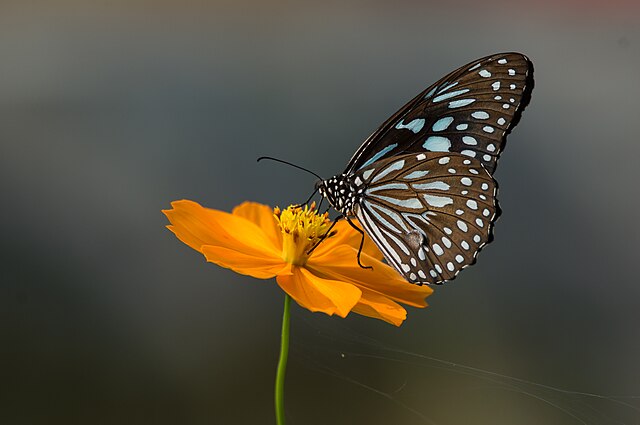 Can a tiny traveler without a visa weave two nations together?