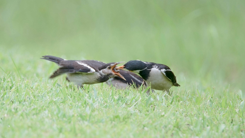 The Chemical Free Solution: How a Small Bird is Saving Our Harvest?