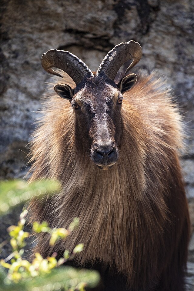 Will the Majestic Himalayan Tahr Continue to Rule the Cliffs of India and Nepal?