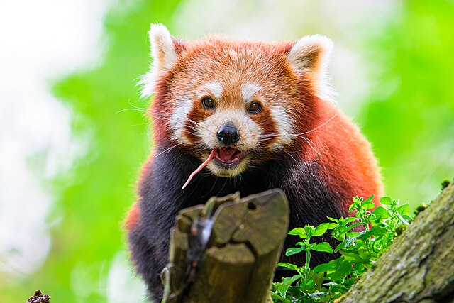 Is the Unique Himalayan Red Panda the True Living Fossil of India and Nepal?