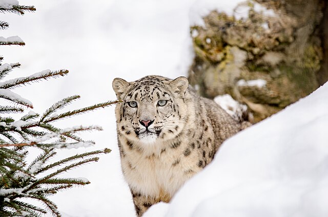 Can the Mysterious Snow Leopard Survive in the Mountains of India and Nepal?