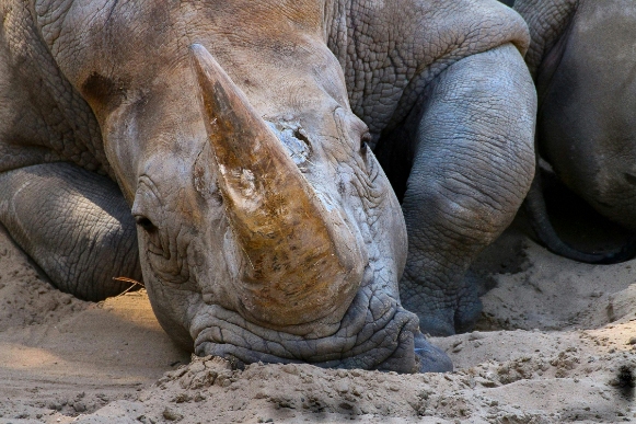 Can the One Horned Rhino Remain the Pride of India and Nepal?