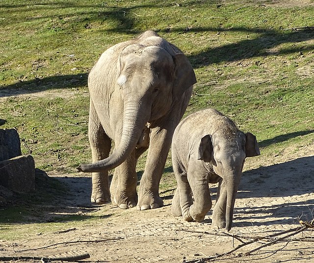 Can We Restore the Ancient Corridors of the Asian Elephant Before It's Too Late?
