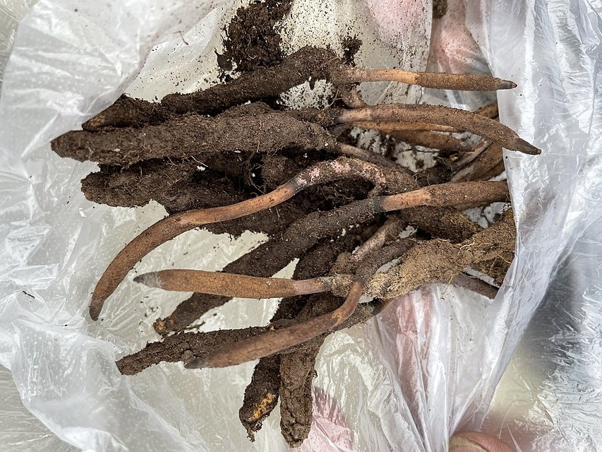 The Fungus That Kills a Caterpillar and Becomes Medicine