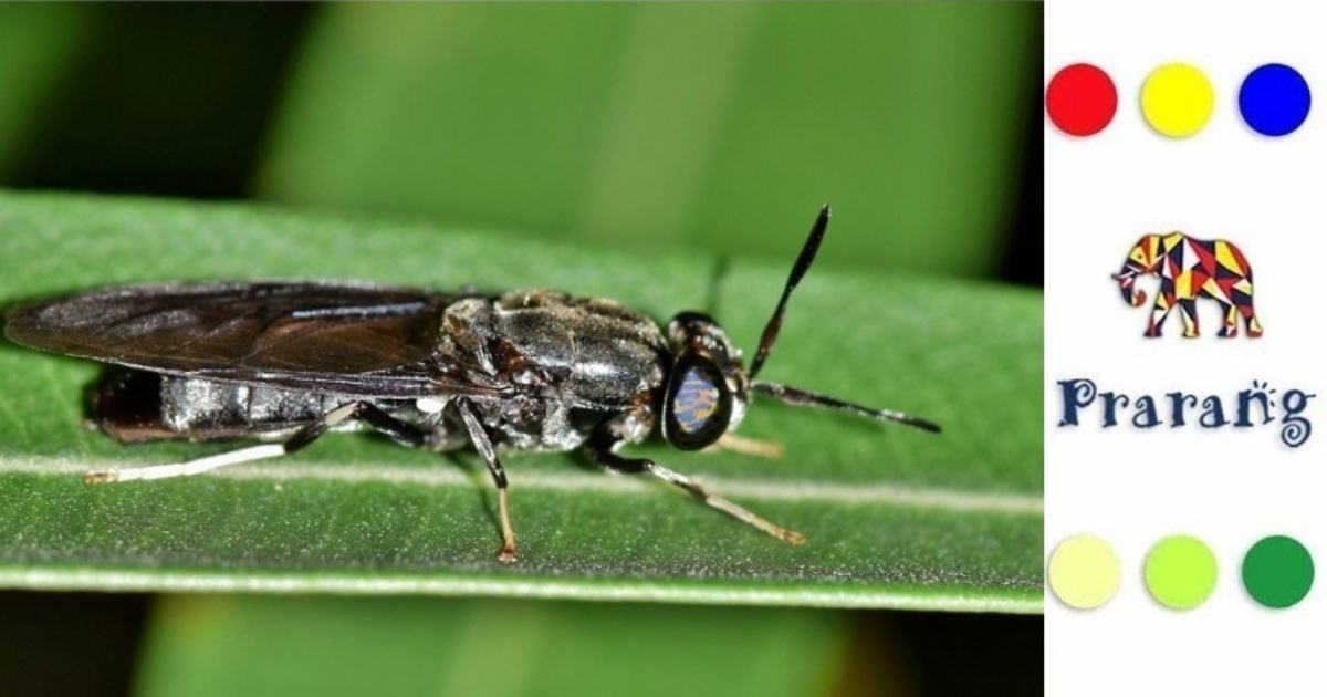 ब्लैक सोल्जर फ्लाई से पशुधन चारे के संकट का उभरता समाधान