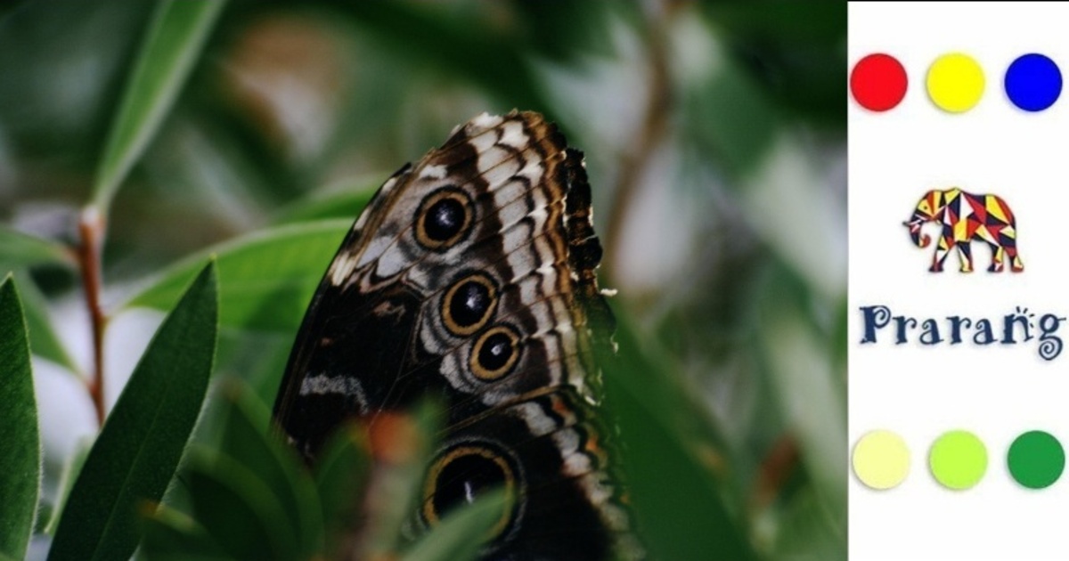 तितलियां: पर्यावरण संतुलन और हमारी खाद्य सुरक्षा की अनमोल कड़ी