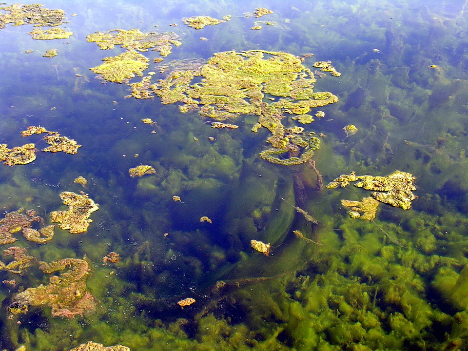 Is the Water Silk of India and Nepal a scientific miracle?