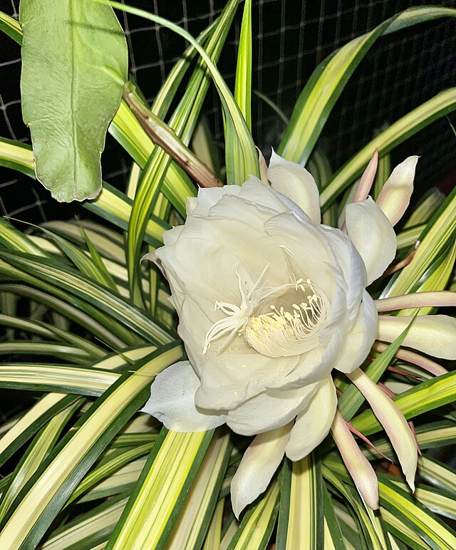 Is the Sacred Brahm Kamal the Most Mysterious Flower in India and Nepal?